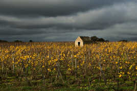 Coulée de Serrant (2)