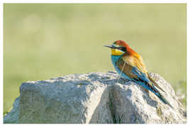 Guêpier d'Europe bien posé