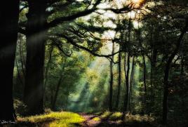 Early Morning Pleasures