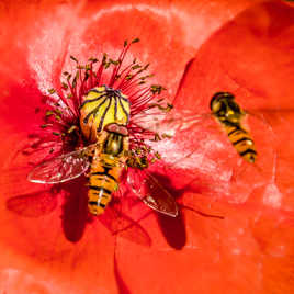 A table les diptères