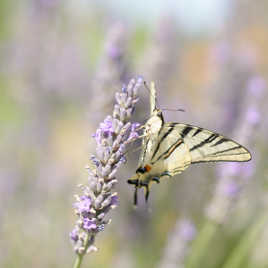 Le flambé provençal.