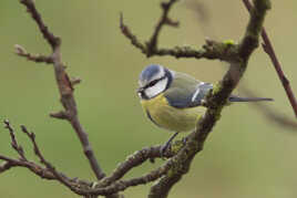 Mésange bleue