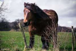 Ôh mon beau cheval