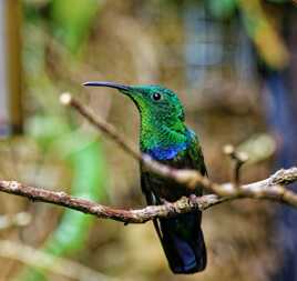 Colibri falle vert