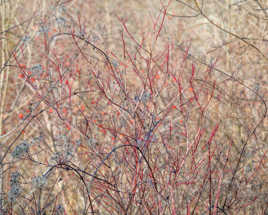 Textures Végétales (4)