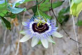 Passiflore