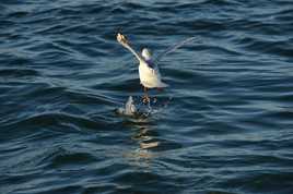 Danser sur l'eau