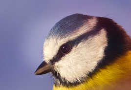 la petite bleue derrière la fenêtre