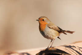 Sur un toit....perché.