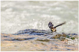 Dans le creux de la vague