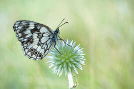 Echinops et demi-deuil.