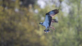 Du poisson frais dans les serres