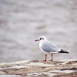 Mouette