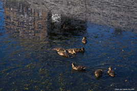 Canards  du soir, espoir