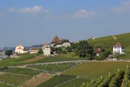 Balade sur les Terrasses du Lavaux (patrimoine mondial de l'unesco)