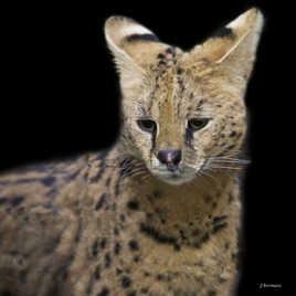 Le serval