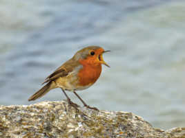 Rouge-gorge côtier..