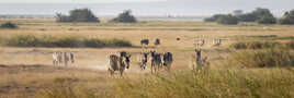 Dans les plaines d'Amboseli