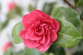 Mon beau camelia