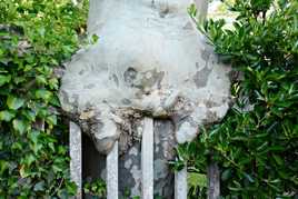 L'arbre qui dévore la clôture