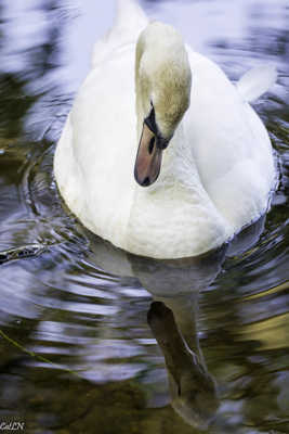 miroir, miroir, mon beau miroir