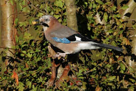 Geai Petite Camargue Alsacienn