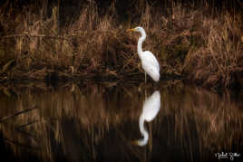 Aigrette