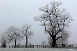 Arbres en hiver