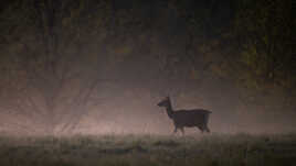 Dans la lumière de l'aube