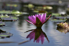 Le reflet de soi même