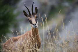 Il se mérite ce regard confiant !