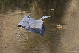 Le héron à 16:21:25 (en vol)