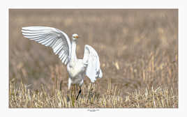 La danse du héron garde-boeuf