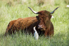 Lehéron et le boeuf