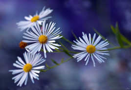 Marguerites