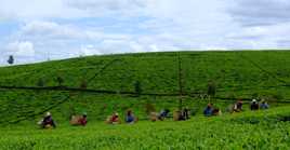 Cueillette du thé au Kenya