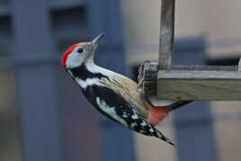 Pic Mar à l'abordage
