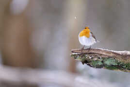 Le Rossignol d'hiver