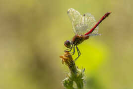 Le Sympetrum sanguin