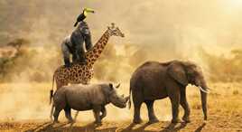 "les copains d'abord"