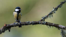 La charbonnière prend la pose