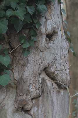 la sorcière arbre