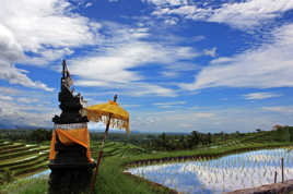 RICE TERRACE