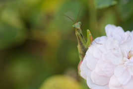 Les couleurs de la mante.