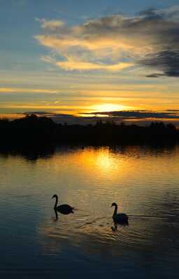 spectacle de soirée.