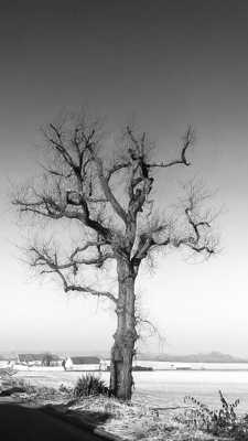 Mon arbre
