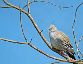 Parc des oiseaux Villars les Dombes