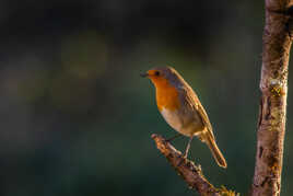 Rouge-gorge à l'heure dorée