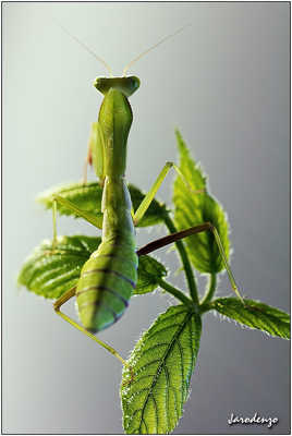 La mante ou l'amante religieuse ...