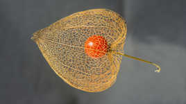 physalis